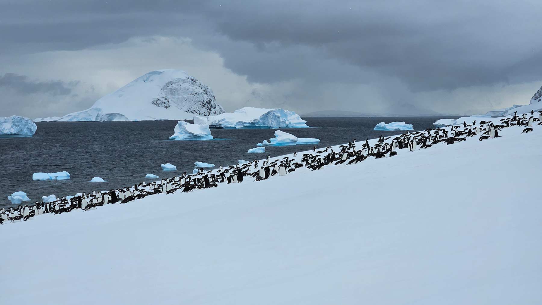 Penguins at Danco Island.